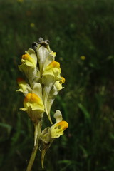 Linaria macroura