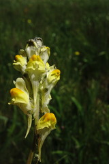 Linaria macroura