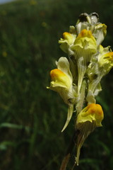 Linaria macroura