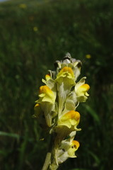 Linaria macroura