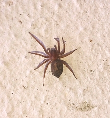 Araneae
