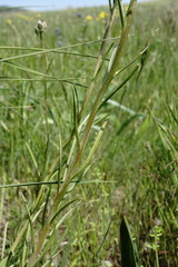Linaria macroura