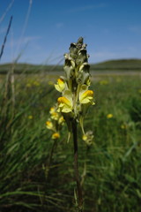 Linaria macroura