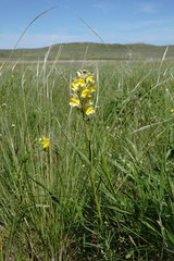 Linaria macroura