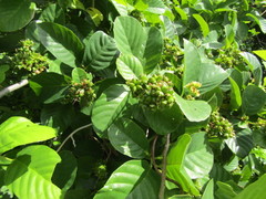 Tetracera