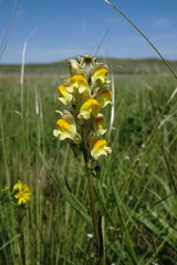Linaria macroura