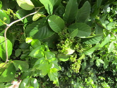 Tetracera