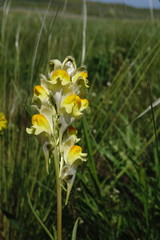 Linaria macroura