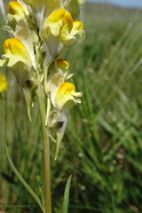 Linaria macroura