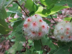 Callirhytis seminator