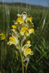 Linaria macroura