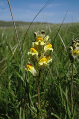 Linaria macroura
