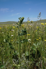 Pastinaca clausii