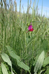 Vicia sativa amphicarpa