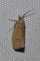 Celypha rufana