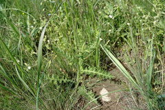 Carduus hamulosus