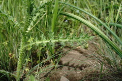 Carduus hamulosus