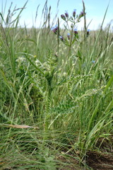 Carduus hamulosus