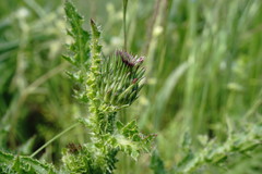 Carduus hamulosus