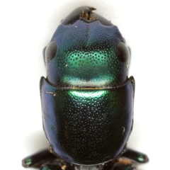 Temnoscheila acuta