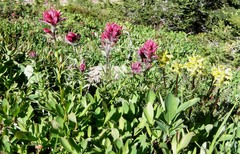 Castilleja parviflora oreopola