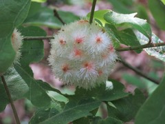 Callirhytis seminator