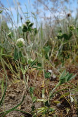 Trifolium leucanthum