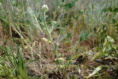 Trifolium leucanthum