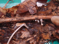 Mycena flavescens