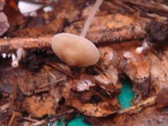 Mycena flavescens