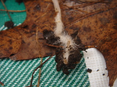Mycena flavescens