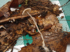Mycena flavescens