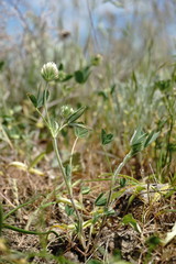 Trifolium leucanthum