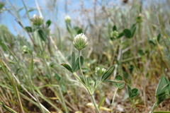 Trifolium leucanthum