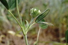 Trifolium leucanthum