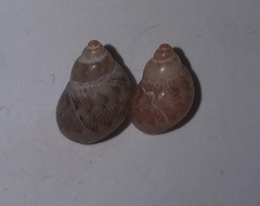 Tricolia pullus
