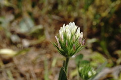 Trifolium leucanthum