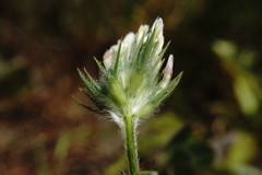 Trifolium leucanthum