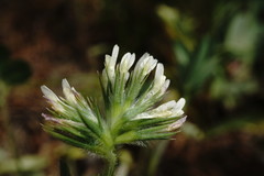 Trifolium leucanthum