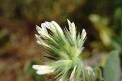 Trifolium leucanthum