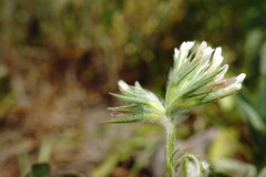 Trifolium leucanthum