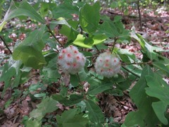 Callirhytis seminator