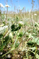Trifolium leucanthum