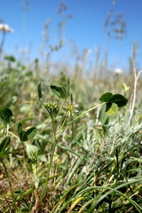 Trifolium retusum
