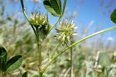 Trifolium retusum