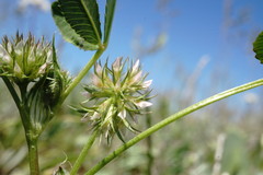 Trifolium retusum