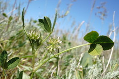 Trifolium retusum