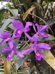 Guarianthe