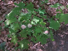 Callirhytis seminator