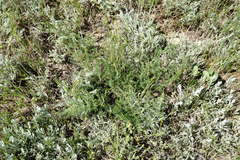 Palimbia rediviva